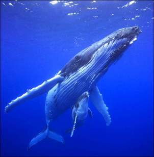 High-Five-with-a-Humpback-Whale-2