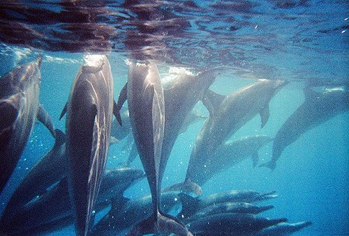 L'Amour Enchante Pod 3